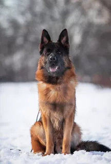 Photos supplémentaires: Superbes chiots du berger allemand, des parents en bonne santé des champions.