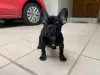 Photo №1. bouledogue - à vendre en ville de Freiburg im Breisgau | 404€ | Annonce №128705