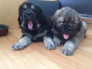 Photos supplémentaires: Nous vendons des chiots du dogue tibétain.