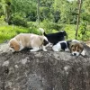 Photo №4. Je vais vendre beagle en ville de Chemnitz. annonce privée - prix - 404€