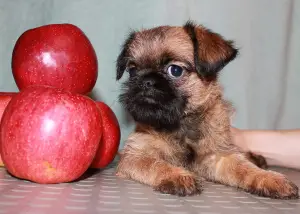 Photos supplémentaires: Les chiots Griffon et Petit-Brabancon de couleur rouge attendent les meilleurs