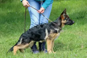 Photos supplémentaires: Réservé sur les chiots d'un très beau couple.