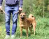 Photos supplémentaires: Rousse, honnête, amoureuse