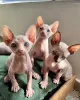 Photo №1. sphynx - à vendre en ville de Paris | négocié | Annonce № 120546