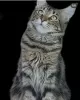 Photo №4. Je vais vendre maine coon en ville de Almaty.  - prix - Gratuit