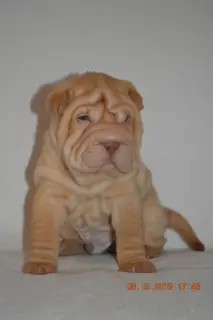 Photo №2 de l'annonce № 4227 de la vente shar pei - acheter à Fédération de Russie de la fourrière