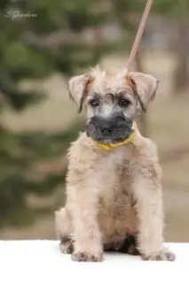 Photos supplémentaires: Chiots Wheaten Terrier irlandais à poil doux.