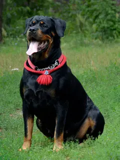 Photo №4. Je vais vendre rottweiler en ville de Krasnogorsk. annonce privée - prix - Négocié