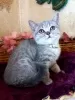 Photos supplémentaires: Scottish Scottish Straight et Scottish Fold