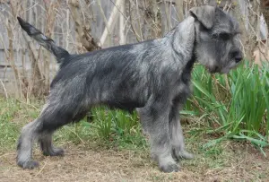 Photo №4. Je vais vendre schnauzer moyen en ville de Moscou. de la fourrière - prix - 425€