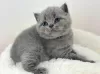 Photo №1. british shorthair - à vendre en ville de Buffalo | 246€ | Annonce № 88665