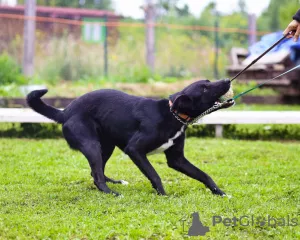 Photos supplémentaires: Je ne donnerai pour rien un chien domestique douillet