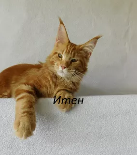 Photo №4. Je vais vendre maine coon en ville de Vladimir. de la fourrière - prix - 1256€