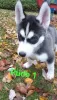 Photo №1. husky de sibérie - à vendre en ville de Würzburg | 1000€ | Annonce №79531