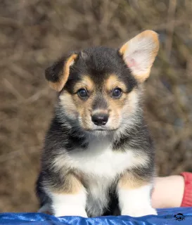 Photo №2 de l'annonce № 5627 de la vente welsh corgi - acheter à Fédération de Russie de la fourrière