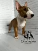 Photo №1. bull terrier - à vendre en ville de Berlin | 2300€ | Annonce №44732