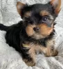 Photo №4. Je vais vendre yorkshire terrier en ville de Wolfsburg. de la fourrière, de l'abri, éleveur - prix - 200€