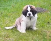 Photo №1. saint-bernard - à vendre en ville de Brest | 1000€ | Annonce №8292