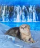 Photo №1. scottish fold - à vendre en ville de Stavropol | 332€ | Annonce № 29242