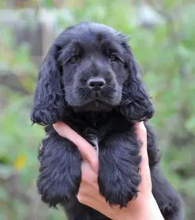 Photo №2 de l'annonce № 517 de la vente cocker spaniel anglais - acheter à Suisse éleveur