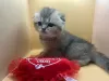 Photo №2 de l'annonce № 72145 de la vente british shorthair - acheter à Suisse annonce privée