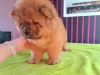 Photos supplémentaires: Chiots chow-chow