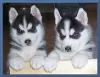 Photo №1. husky de sibérie - à vendre en ville de Las Vegas | 284€ | Annonce №82469