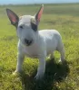 Photo №1. bull terrier - à vendre en ville de Lisbon | négocié | Annonce №126873