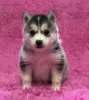 Photo №1. husky de sibérie - à vendre en ville de Антверпен | Gratuit | Annonce №129082