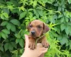 Photos supplémentaires: Chiots Pinscher Allemands