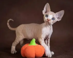 Photo №1. devon rex - à vendre en ville de Moscou | 284€ | Annonce № 2287