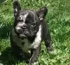 Photo №1. bouledogue - à vendre en ville de Minsk | négocié | Annonce №101293