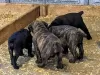 Photo №2 de l'annonce № 130461 de la vente cane corso - acheter à Allemagne 