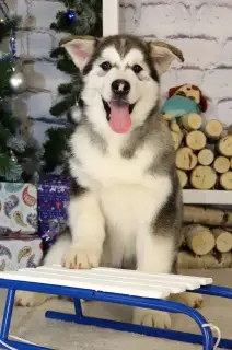 Photo №3. Malamute d'Alaska. Chiots. Fédération de Russie