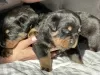 Photo №1. rottweiler - à vendre en ville de Crewe | 2600€ | Annonce №96416