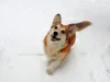 Photo №1. welsh corgi - à vendre en ville de Mariupol | 554€ | Annonce №93091