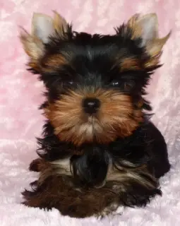 Photo №2 de l'annonce № 1094 de la vente yorkshire terrier - acheter à Allemagne annonce privée, de la fourrière, éleveur