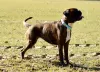 Photo №3. Chiots Boxer disponibles. Pologne