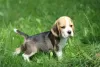 Photo №3. Chien Beagle trocolor ZKwP (FCI). Pologne