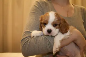 Photo №1. cavalier king charles spaniel - à vendre en ville de Иваново | 1029€ | Annonce №4650