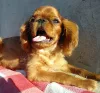 Photo №1. cavalier king charles spaniel - à vendre en ville de Krivoy Rog | 400€ | Annonce №7787