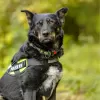 Photos supplémentaires: Joli chiot adolescent entre de bonnes mains.