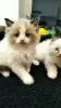 Photo №3. Chatons Ragdoll. Pologne