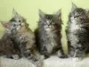 Photo №1. maine coon - à vendre en ville de Wrocław | 200€ | Annonce № 105336