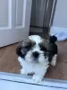 Photo №2 de l'annonce № 54467 de la vente shih tzu - acheter à La Grande-Bretagne annonce privée