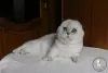 Photo №1. scottish fold - à vendre en ville de Kamenskoe | 1000€ | Annonce № 20612