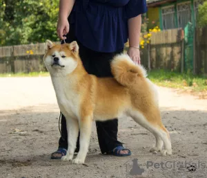 Photo №3. Fille Akita. Fédération de Russie