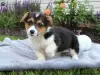 Photo №3. Magnifiques chiots corgi pembs clairs d'adn sain. Grèce