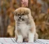 Photos supplémentaires: Chiots japonais Akita Inu