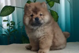 Photo №4. Je vais vendre chow-chow en ville de Khmilnyk. annonce privée - prix - 602€